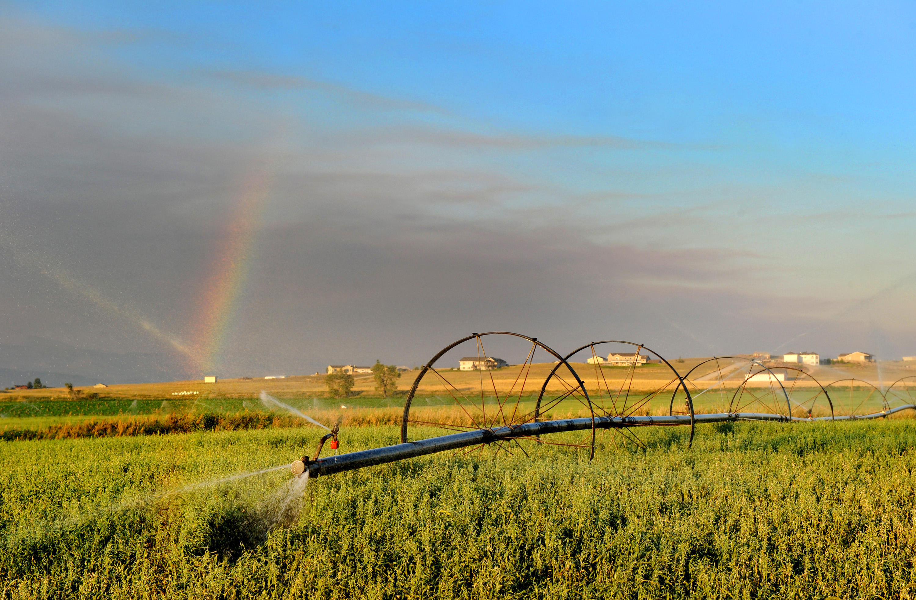 Rainbow over irrigated farmland at golden hour
